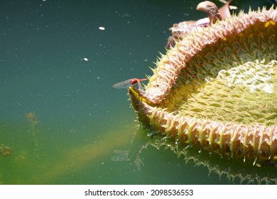 Dragonfly Water Lily Leaf Reflection Pond