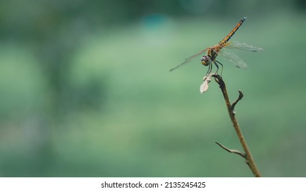 Dragonfly wildlife macro photography with empty space, bokeh background. Insect outdoor closeup golden dragonfly , transparent wings. Bug on green leaf in summer spring background view. No people.