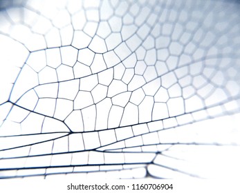 Dragonfly wing close up background with zoomed transparent lattice or macro chitin net 