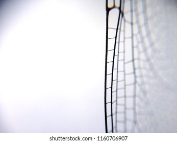 Dragonfly Wing Close Up Background With Zoomed Transparent Lattice Or Macro Chitin Net 