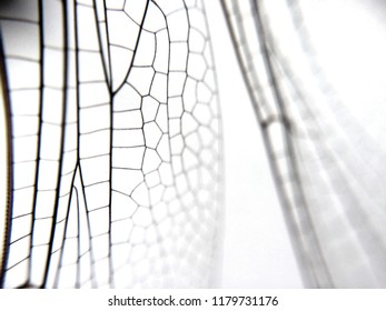 Dragonfly Wing Close Up Background With Zoomed Transparent Lattice Or Macro Chitin Net 