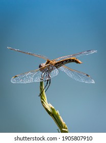 Dragonfly Wing Close Up On A Stick