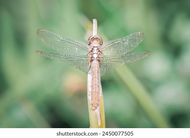 dragonfly wing detail, posterior view, golden brown, macro closeup, green garden background