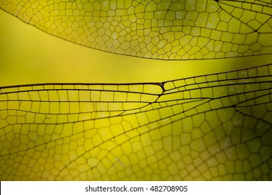 Dragonfly Wing Macro