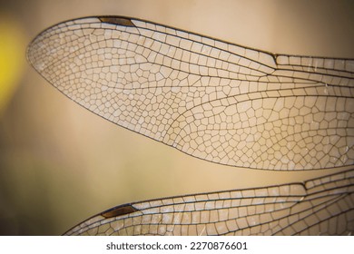 dragonfly wings up close and clear