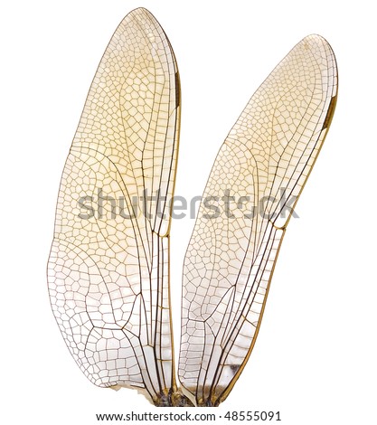 dragonfly wings in High resolution  isolated on white background