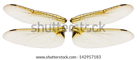 Dragonfly wings isolated