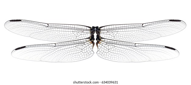 Dragonfly Wings Hd Stock Images Shutterstock