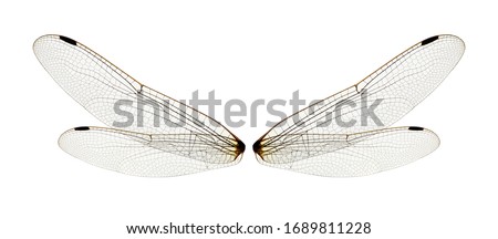 Dragonfly wings isolated on white background.