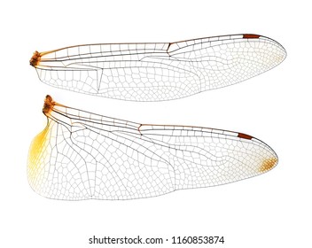 Dragonfly wing texture Images, Stock Photos & Vectors | Shutterstock