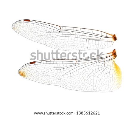 Dragonfly wings on  white background