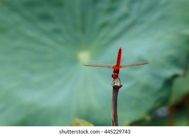 Dragonflyinsest Dragonflyinsest