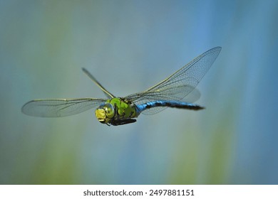 Dragonfly,Outdoor 
The life-expectancy of adults is short, typically no more than a week or two, but sometimes they can last 6–8 weeks. Adult dragonflies have voracious appetites, and can be observed  - Powered by Shutterstock