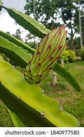 Dragonfruit Flower Bud On Tree