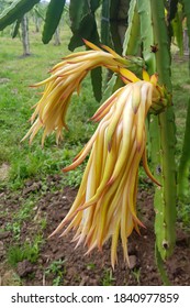 Dragonfruit Flower Bud On Tree