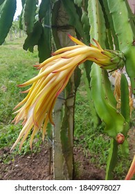 Dragonfruit Flower Bud On Tree