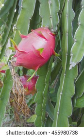 Dragonfruit On Dragonfruit Tree