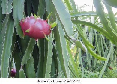 Dragonfruit On Dragonfruit Tree