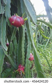 Dragonfruit On Dragonfruit Tree