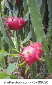 Dragonfruit On Dragonfruit Tree