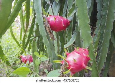 Dragonfruit On Dragonfruit Tree