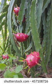 Dragonfruit On Dragonfruit Tree