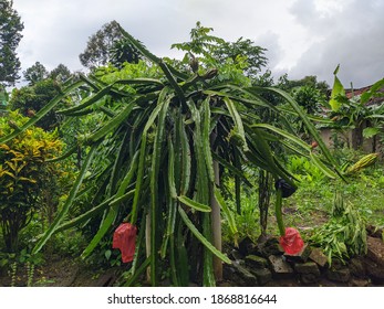 Dragonfruit Tree At Farm, Bali, Indonesia. Agriculture Plantation