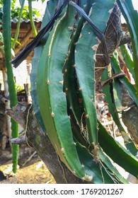 Dragonfruit Tree In Garden At Nganjuk City, Indonesia 