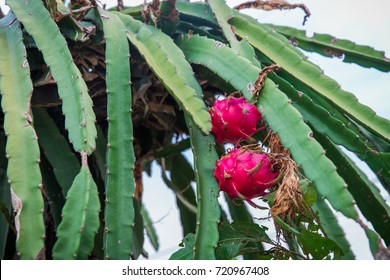 Dragonfruit Tree, Indonesia