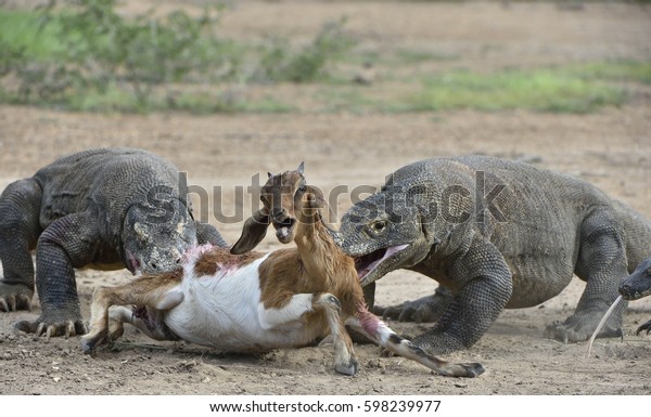 Dragons Attacks Komodo Dragons Attacks Prey Stock Photo (Edit Now ...