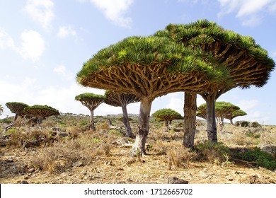        Dragon's Blood Trees In Firhin Forest In Socotra Island, Yemen.                        