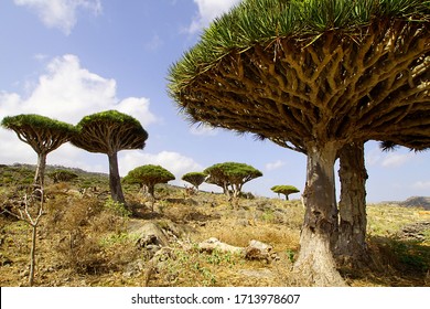 dragon blood tree background clipart