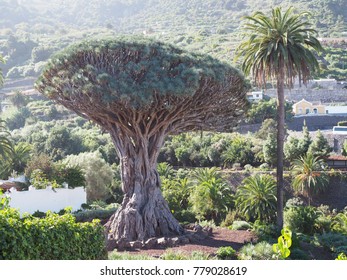 Dragontree In Icod De Los Vinos