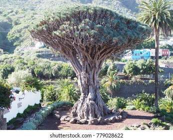 Dragontree In Icod De Los Vinos