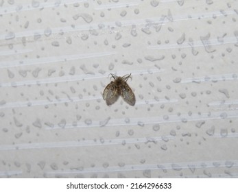 Drain Fly Coming Into The Room