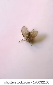 Drain Fly On Pink