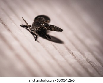 Drain Fly In White Background