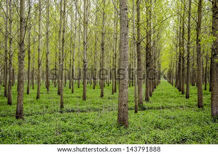 Drainage forest with trees aligned in rows.