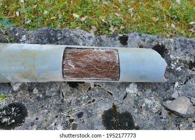 Drainage pipe cut open to show how roots can tangle and block pipes, ultimately leading to blockages and fractures of pipes.
