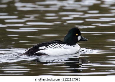 Drake Goldeneye Duck On Open Water