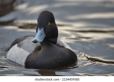 Drake Greater scaup swimming on a pond. - Powered by Shutterstock