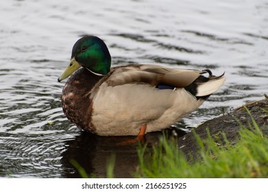A drake with a green head collects food in the grass near the pond. Water bird walks on the grass.