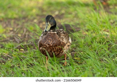 A drake with a green head collects food in the grass near the pond. Water bird walks on the grass.