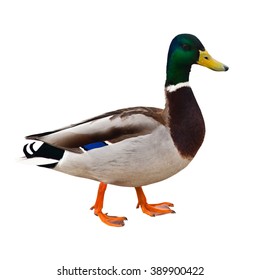 182,828 Duck Isolated Images, Stock Photos & Vectors | Shutterstock