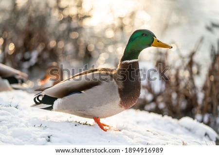 Drake (Mallard), wild duck (Anas platyrhynchos) in the wild on the shore of a pond. 