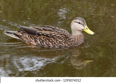 Mottled Duck Images, Stock Photos & Vectors | Shutterstock