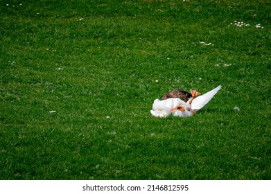 Drake White Pekin Duck Fell Over Whilst Mating With A Female Mallard Exposing Corkscrew Shaped Penis