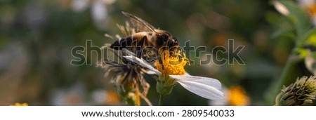 A dramatic 3:1 panoramic sunrise shot overlooking a protected forest reserve valley, where the foreground showcases a vibrant carpet of blooming Bidens alba interspersed with giant honey bees (Apis dorsata) beginning their daily foraging routines. The extended frame captures the full width of the landscape, transitioning from the white-flowered meadow through a midground of tropical hardwood trees, to a backdrop of layered mountain ranges bathed in pink-orange dawn light. Groups of Apis dorsata are visible at multiple focal planes, their bodies catching the angled morning rays as they navigate between Bidens alba inflorescences. The bees' characteristic hovering flight patterns are captured as subtle motion blur, while individual bees on flowers show clear details of their mandibles manipulating the flower's reproductive structures. This expansive environmental portrait illustrates the symbiotic relationship between Apis dorsata populations and Bidens alba as a vital nectar and pollen source within protected forest edge ecosystems
