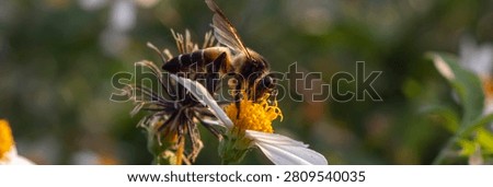 A dramatic 3:1 panoramic sunrise shot overlooking a protected forest reserve valley, where the foreground showcases a vibrant carpet of blooming Bidens alba interspersed with giant honey bees (Apis dorsata) beginning their daily foraging routines. The extended frame captures the full width of the landscape, transitioning from the white-flowered meadow through a midground of tropical hardwood trees, to a backdrop of layered mountain ranges bathed in pink-orange dawn light. Groups of Apis dorsata are visible at multiple focal planes, their bodies catching the angled morning rays as they navigate between Bidens alba inflorescences. The bees' characteristic hovering flight patterns are captured as subtle motion blur, while individual bees on flowers show clear details of their mandibles manipulating the flower's reproductive structures. This expansive environmental portrait illustrates the symbiotic relationship between Apis dorsata populations and Bidens alba as a vital nectar and pollen source within protected forest edge ecosystems