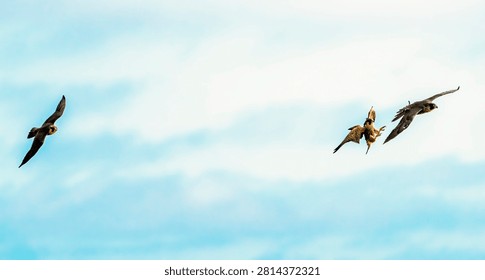 A dramatic aerial scene captures three birds of prey soaring through the sky, showcasing their agility and freedom in the air